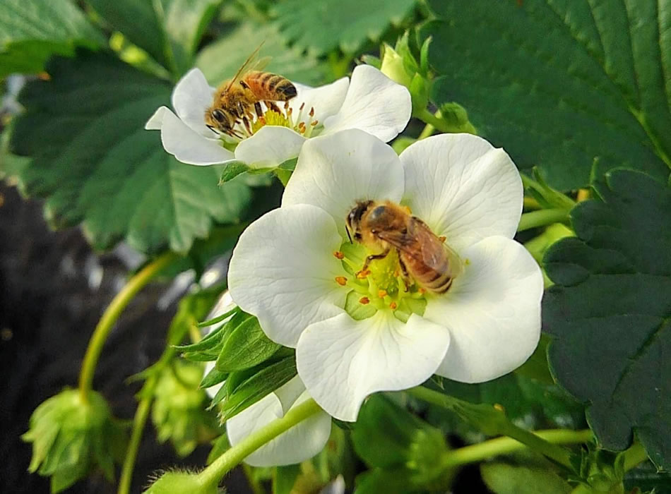 花粉交配用ミツバチ