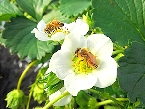 花粉交配用ミツバチ