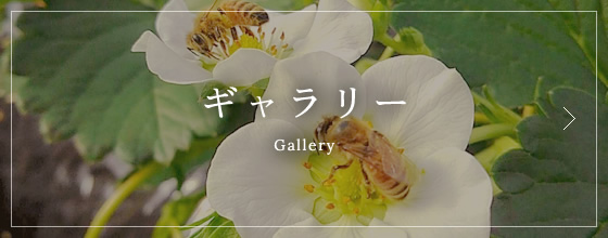 ギャラリー Gallery