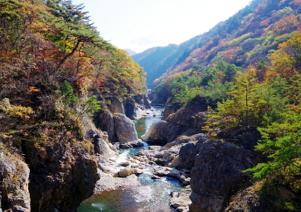 栃木県の自然を活かして、美味しいいちごを栽培