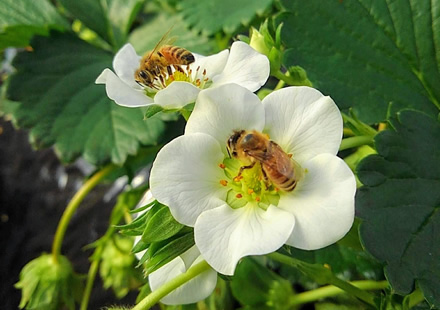 安心・安全のため、農薬の使用を最小限に