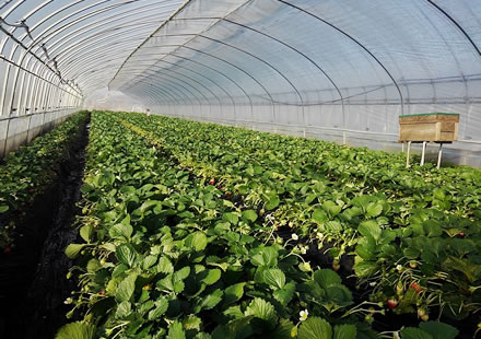 いちご栽培でとても大切なことは「しっかり根を張ること」