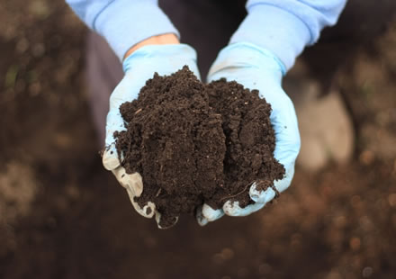 良い土は、甘くて美味しいいちごに育ちます