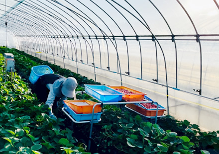 私たちと一緒に、丹精込めて美味しいいちごを作りませんか？