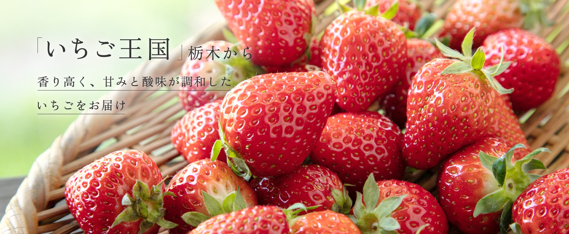 slider01 「いちご王国」栃木から 香り高く、甘みと酸味が調和したいちごをお届け