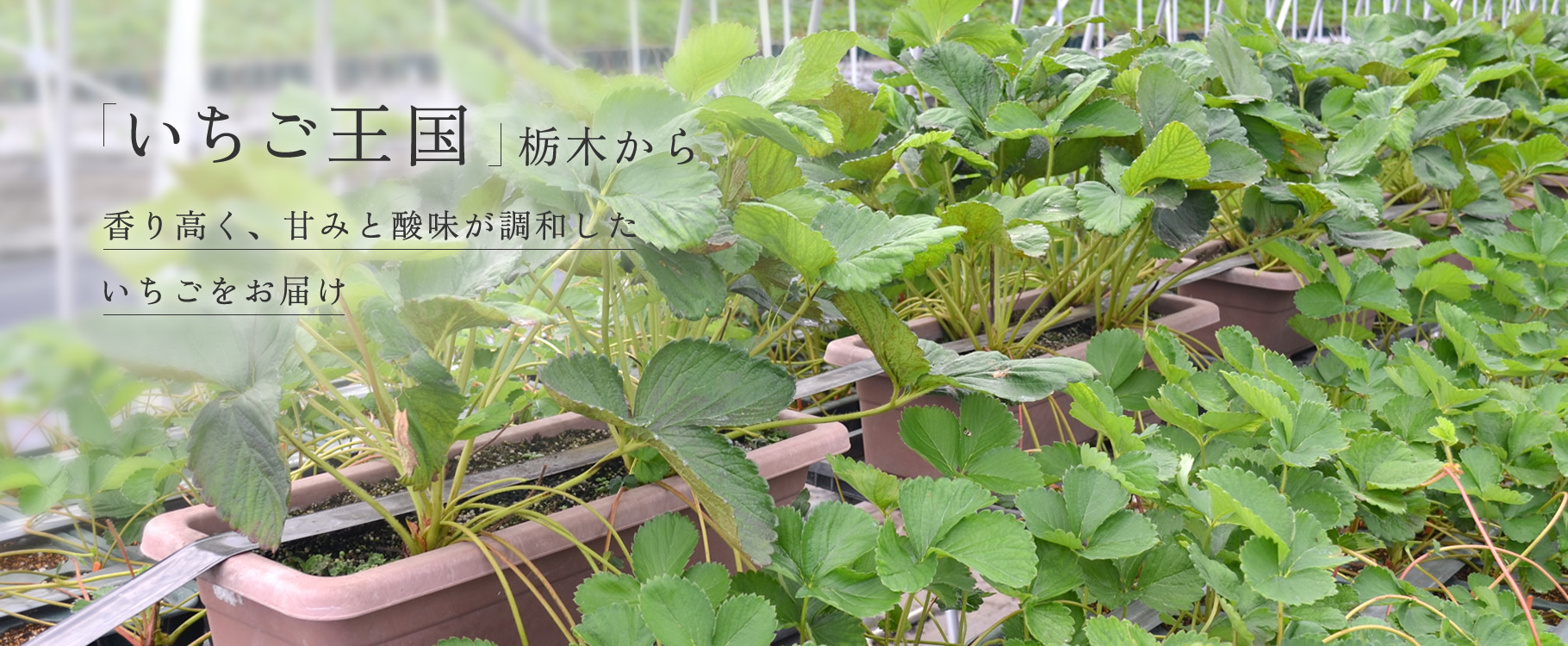 slider03 「いちご王国」栃木から 香り高く、甘みと酸味が調和したいちごをお届け